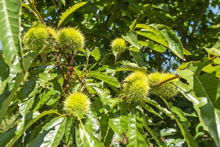 Photo of property in 337 Foothills Road, Okuku, Rangiora, 7473