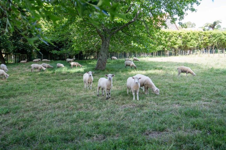 Photo of property in 21 Bollard Road, Tamahere, 3283