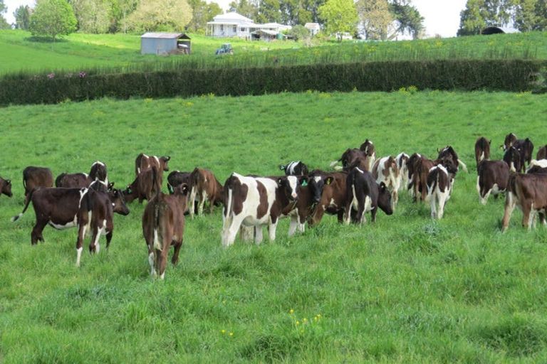 Photo of property in 58 Ryburn Road, Ohaupo, 3883