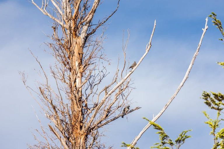 Photo of property in 47 Peregrine Falcon Road, Mount Creighton, Queenstown, 9371