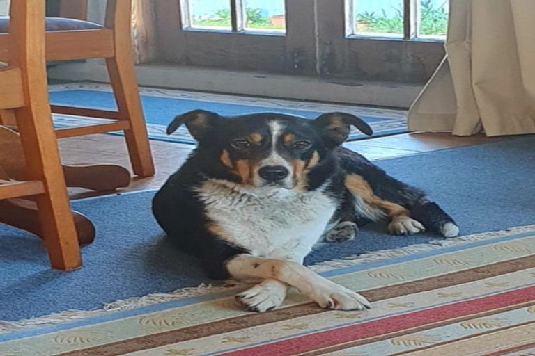 Photo of property in 1 Frances Street, Foxton, 4814