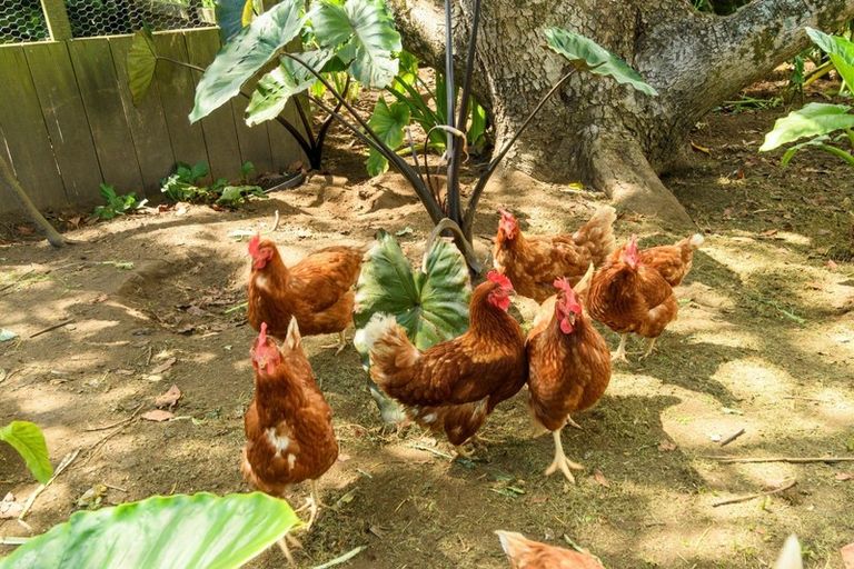 Photo of property in 285 Plummers Point Road, Whakamarama, Tauranga, 3172