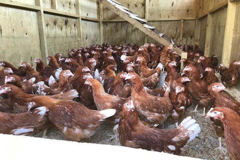 Photo of property in 316 Somerville Road, Tapapa, Tirau, 3485