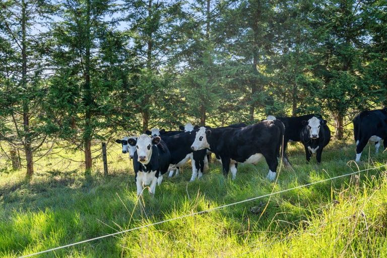 Photo of property in 253 Attwood Road, Ruatangata West, Whangarei, 0176