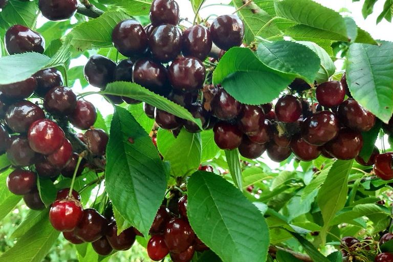 Photo of property in 82 Tollemache Road East, Longlands, Hastings, 4122