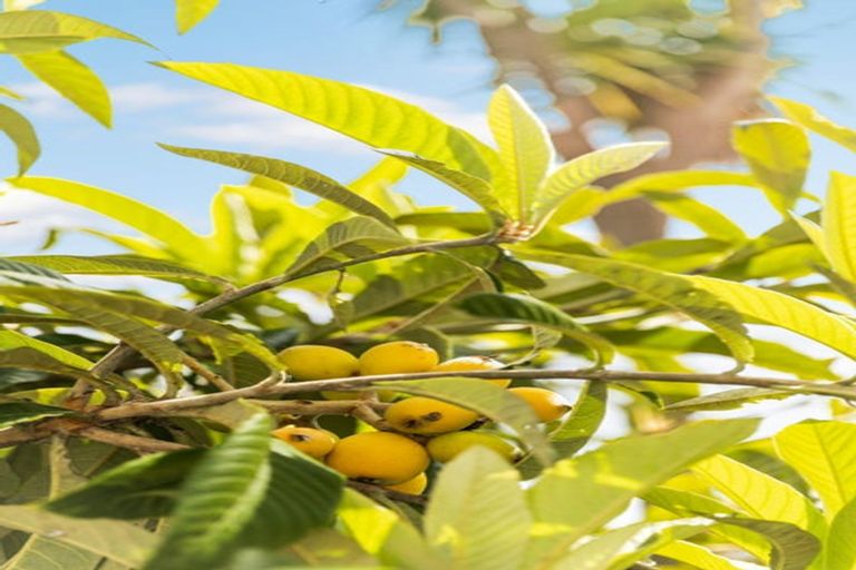 Photo of property in 2/41 Lyons Avenue, Murrays Bay, Auckland, 0630