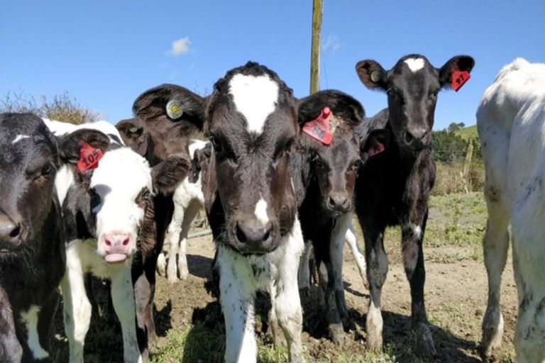 Photo of property in 62 Carter Road, Oratia, Auckland, 0604