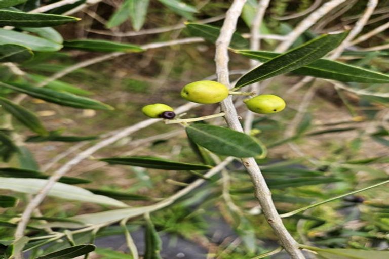 Photo of property in 42-44 Cheshire Street, Cannons Creek, Porirua, 5024