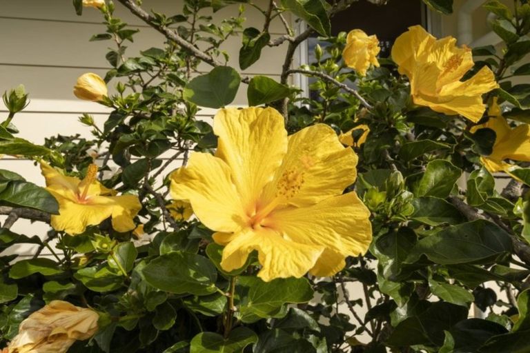 Photo of property in 7b Mahina Place, Mount Maunganui, 3116