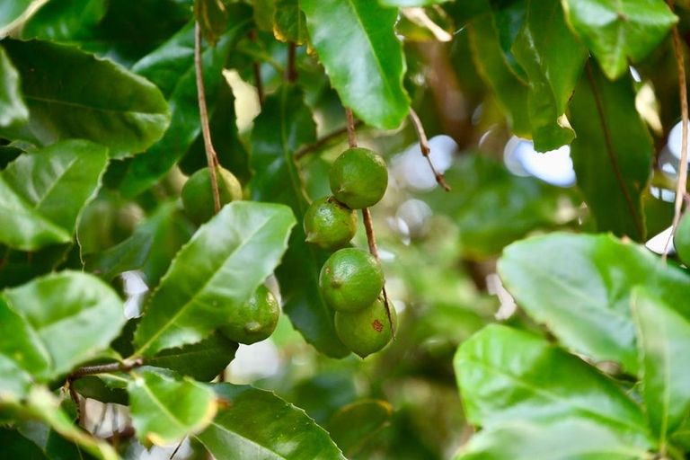Photo of property in 11 View Road, Shelly Park, Auckland, 2014