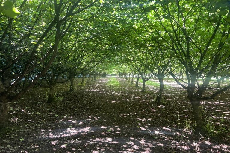 Photo of property in 459 Flora East, Makarewa, Invercargill, 9876