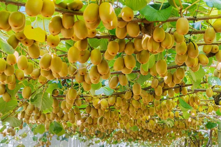 Photo of property in 121 Macdonald Road, Te Teko, Whakatane, 3192