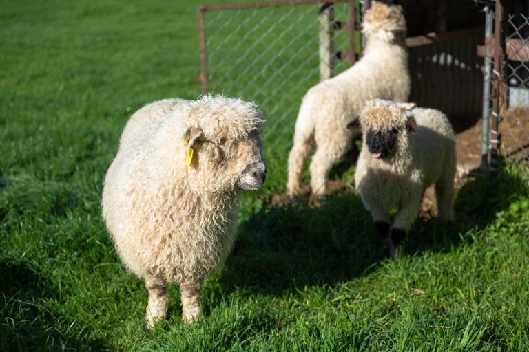 Photo of property in 295 Middle Renwick Road, Springlands, Blenheim, 7271