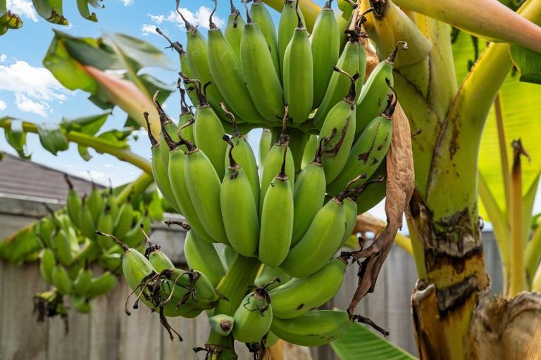 Photo of property in 31 Te Wharo Drive, Papamoa, 3118