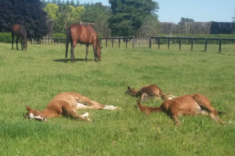Photo of property in 288 Mystery Creek Road, Ohaupo, 3881