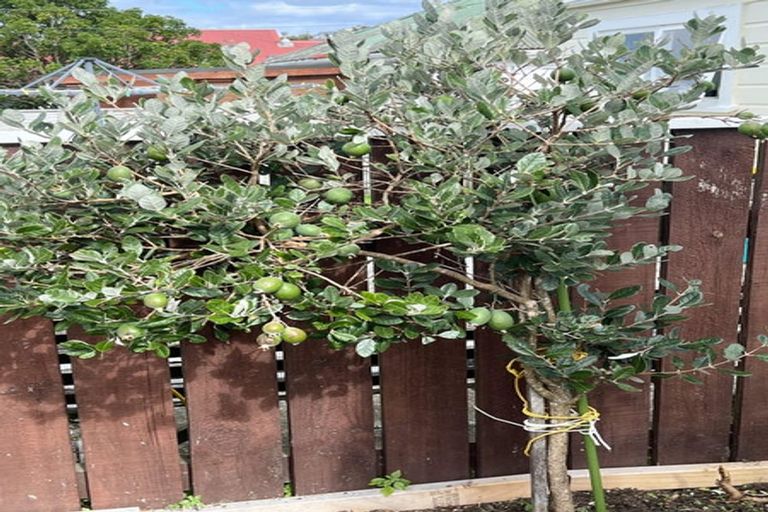 Photo of property in 7 Naughton Terrace, Kilbirnie, Wellington, 6022