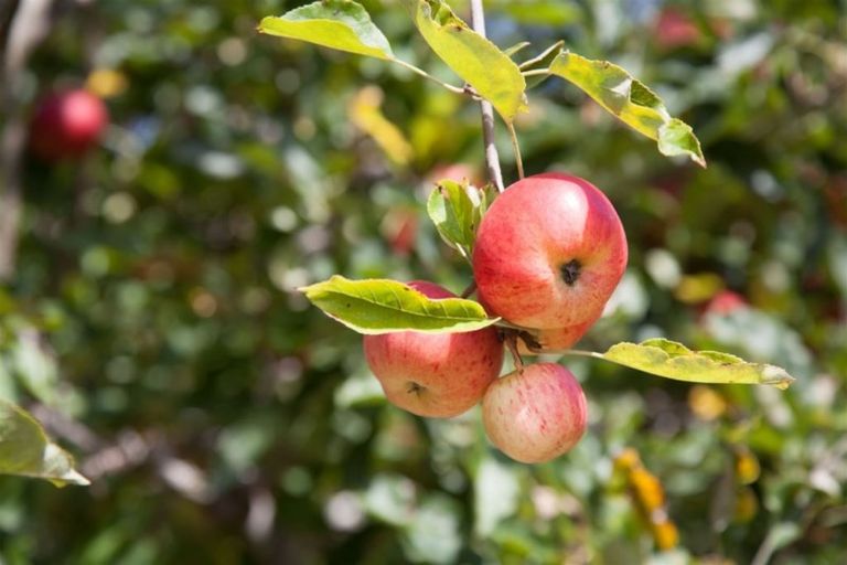 Photo of property in 18 Sawmill Road, Thames, 3578