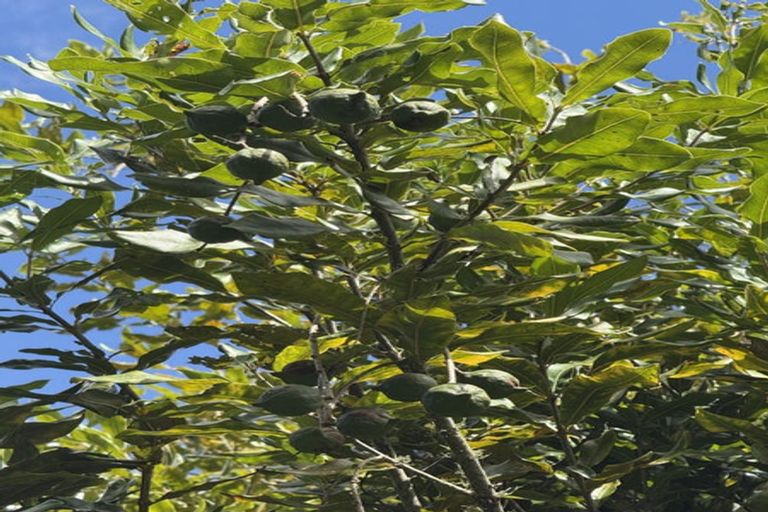 Photo of property in 126 Oneriri Road, Kaiwaka, 0573