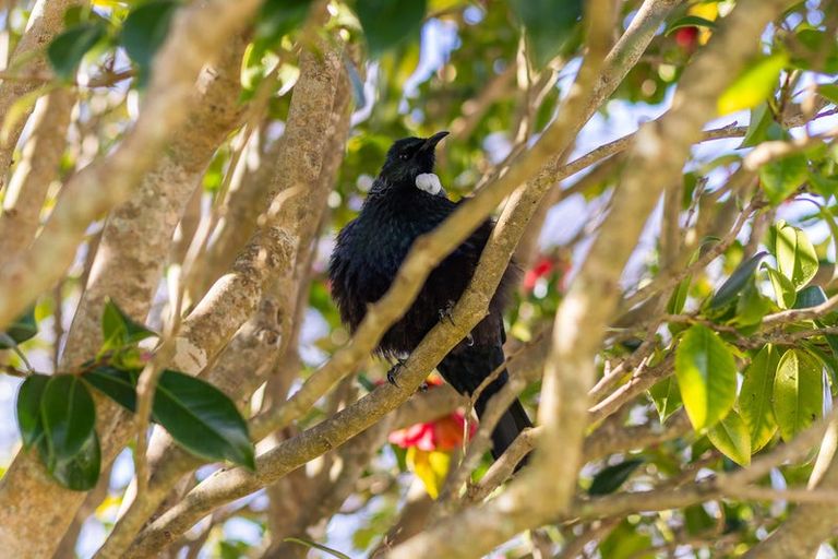 Photo of property in 71a Nimmo Avenue East, Waikanae, 5036