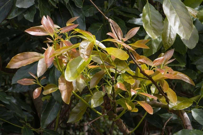 Photo of property in 43 Thompsons Track, Aongatete, Katikati, 3178