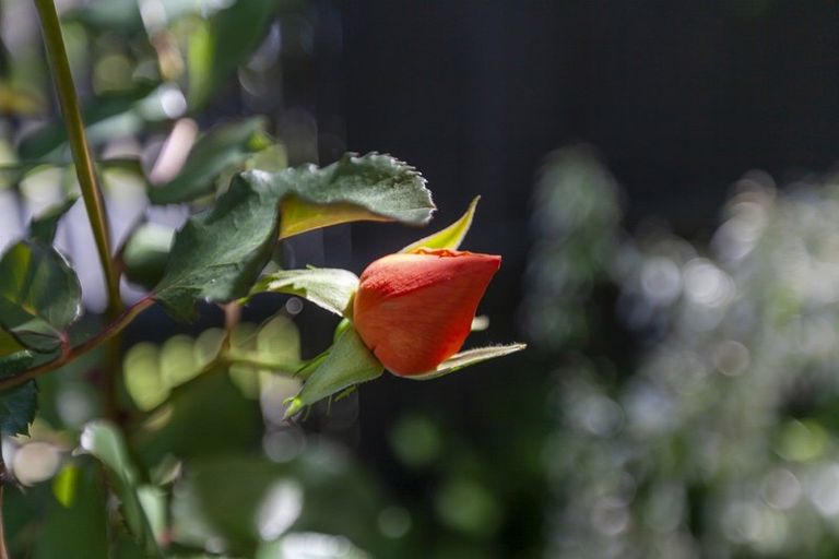 Photo of property in 9-11 Rosebank Grove, Waikanae, 5036