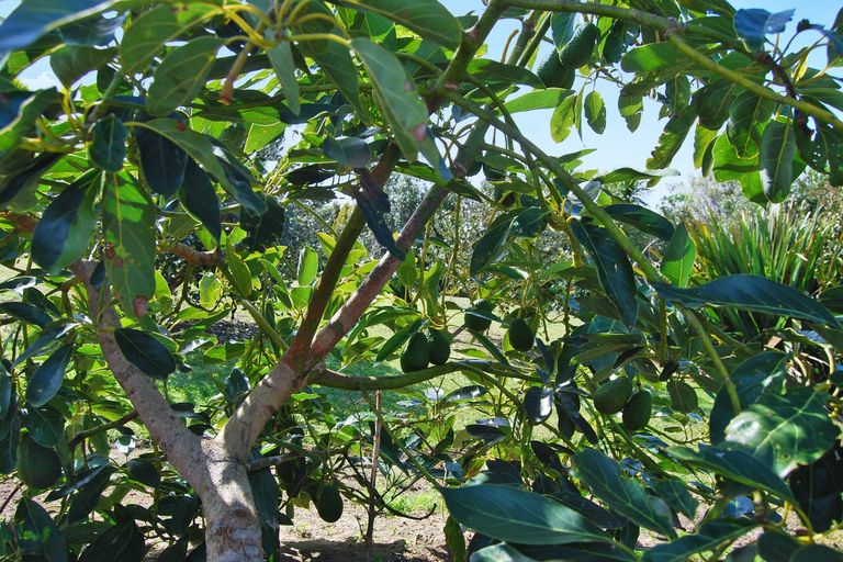 Photo of property in 8 Kapowai Lane, Kaiwaka, 0573