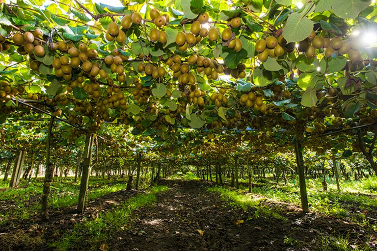 Photo of property in 374 Papatu Road, Manutuke, 4072