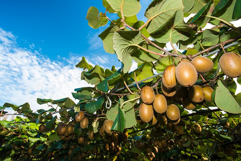 Photo of property in 374 Papatu Road, Manutuke, 4072