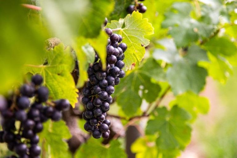 Photo of property in 150 Monarch-downs Way, Warkworth, 0982