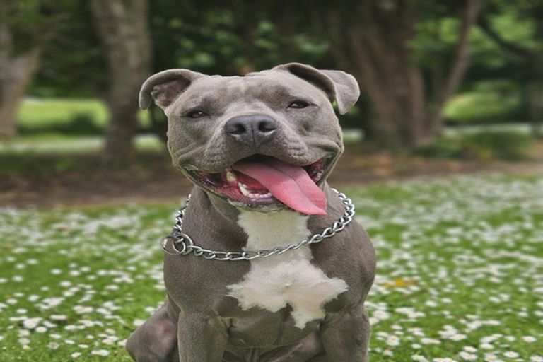 Photo of property in 23 Lane Place, Awapuni, Palmerston North, 4412