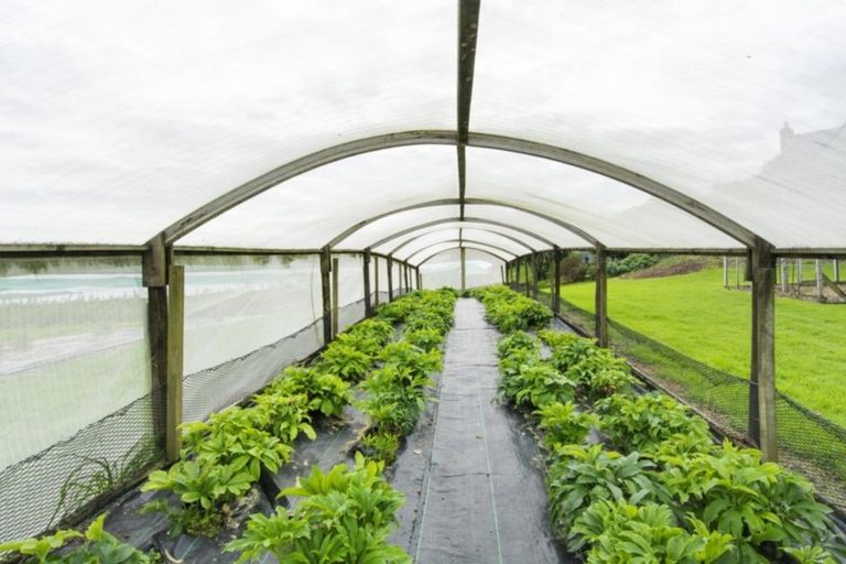 Photo of property in 261 Pahoia Road, Whakamarama, Tauranga, 3172