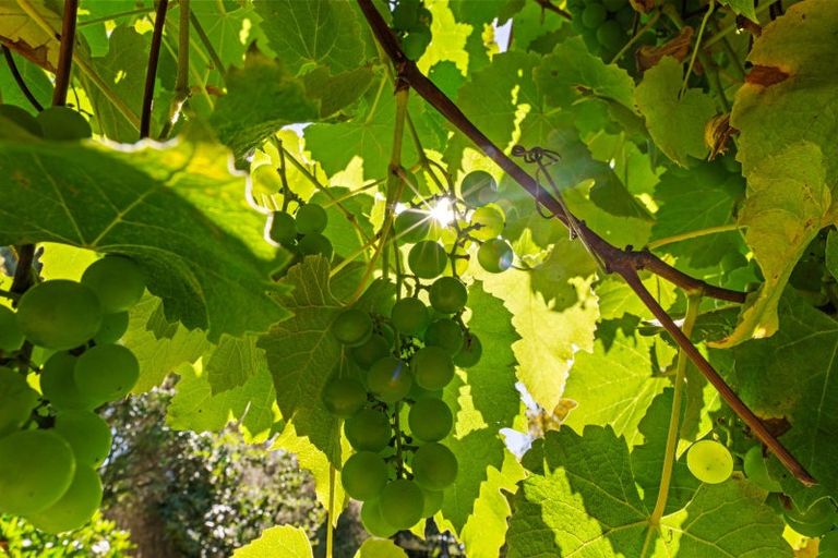 Photo of property in 190 Redwood Street, Witherlea, Blenheim, 7201