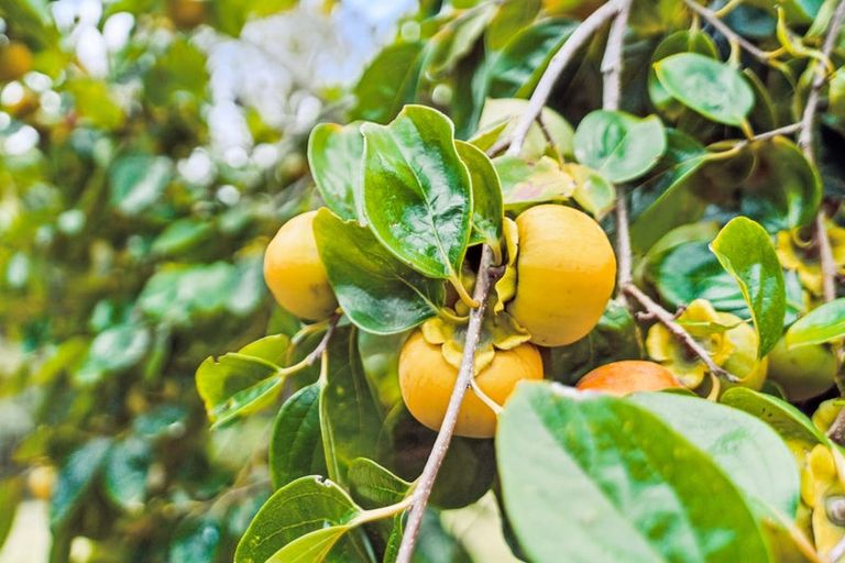 Photo of property in 45 Suester Road, Poroti, Whangarei, 0179