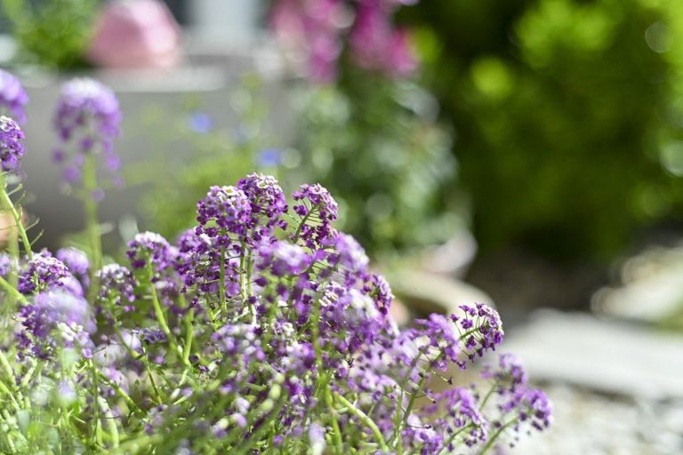 Photo of property in 805 Maitland Crescent, Mayfair, Hastings, 4122