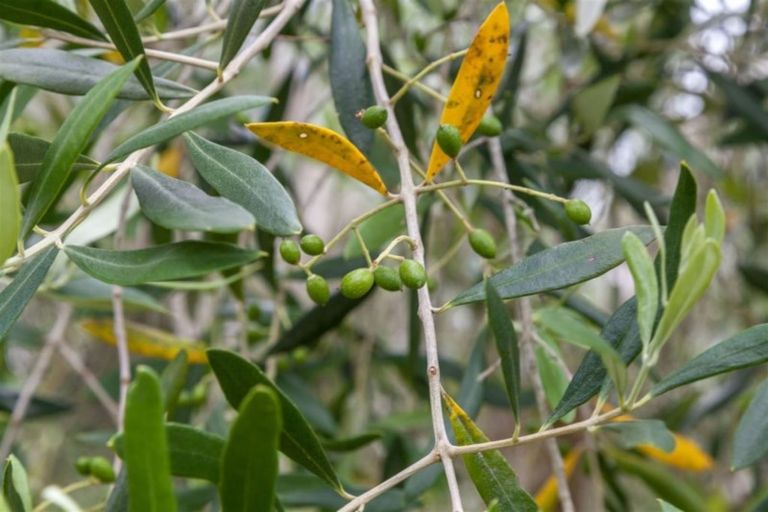 Photo of property in 7 Harding Road, Wellsford, 0972