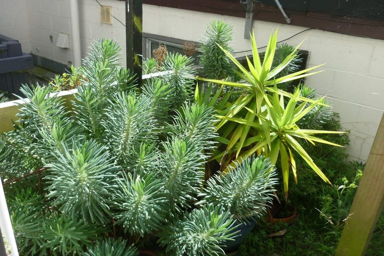 Photo of property in Sherwood Mews, 28l Bidwill Street, Mount Cook, Wellington, 6021