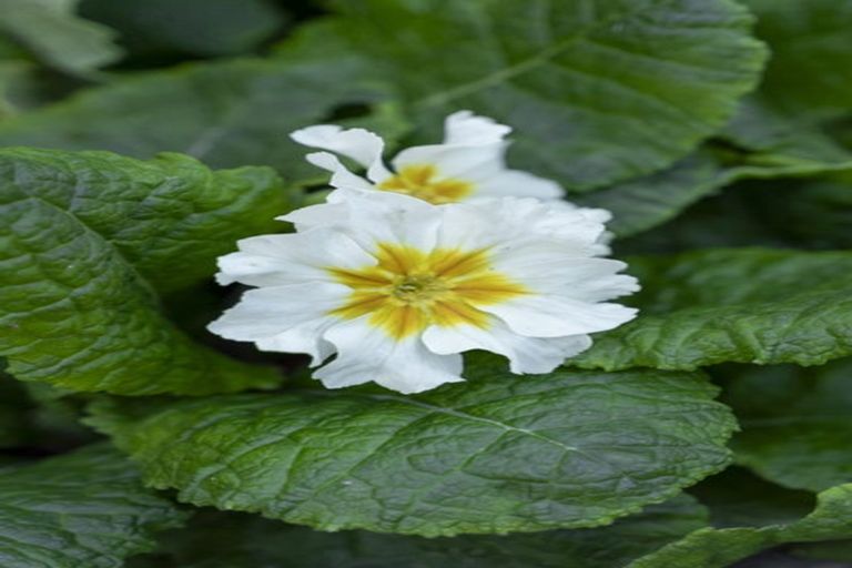 Photo of property in Liffey Village, 36/28 James Street, Lincoln, 7608