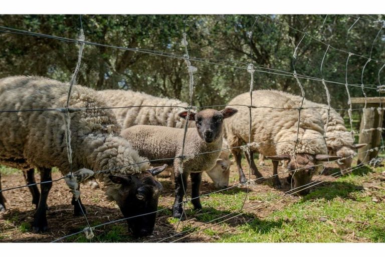 Photo of property in 11 Parkland Drive, Pakaraka, Kaikohe, 0472