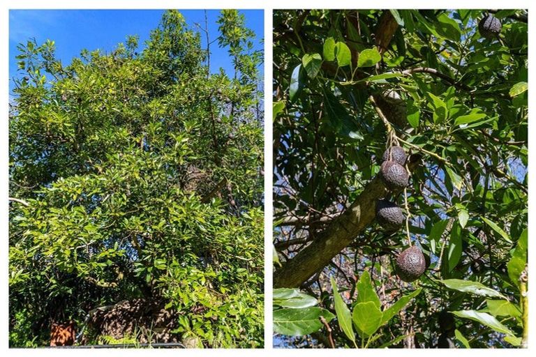 Photo of property in 152 Cameron Road, Te Puke, 3119