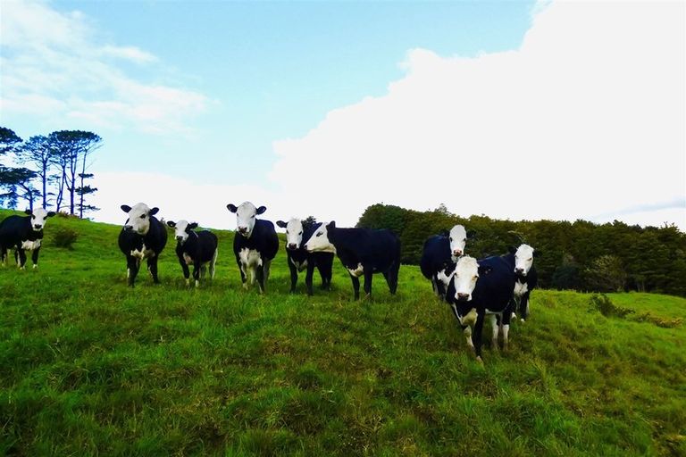 Photo of property in 567 Wharehine Road, Wharehine, Wellsford, 0973