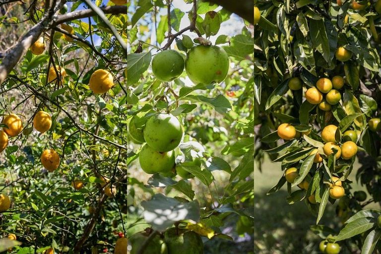 Photo of property in 233b Oropi Gorge Road, Oropi, Tauranga, 3173