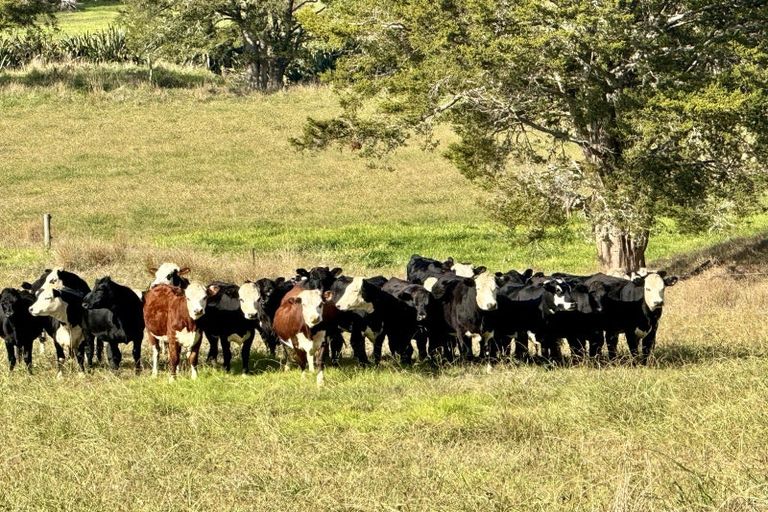 Photo of property in 967 Golden Stairs Road, Taipuha, Maungaturoto, 0589