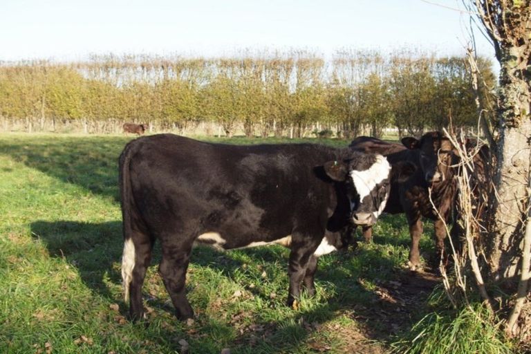 Photo of property in 84a Voss Road, Lincoln, Christchurch, 7674