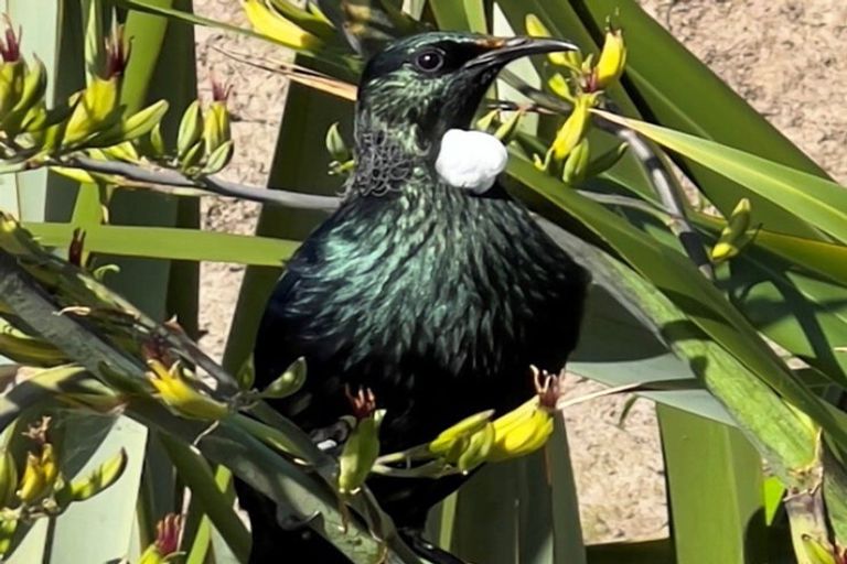 Photo of property in 11 Kaimata Road, Bay View, Napier, 4182