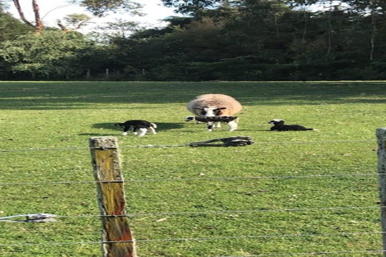 Photo of property in 220 Woodside Road, Woodside, Greytown, 5794