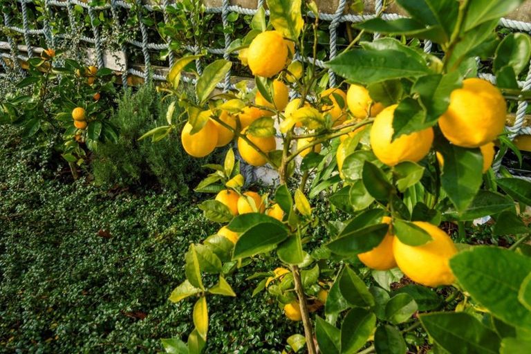 Photo of property in 195 Oropi Road, Oropi, Tauranga, 3173