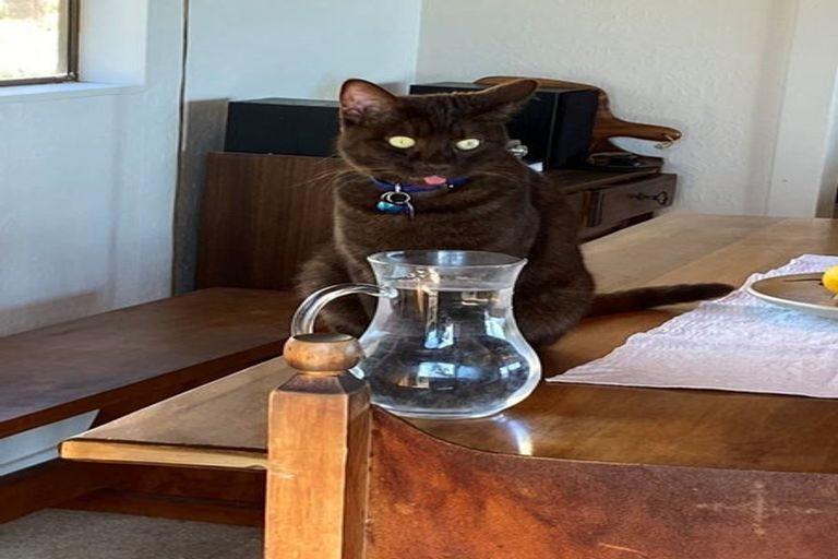 Photo of property in 82 Ames Street, Paekakariki, 5034