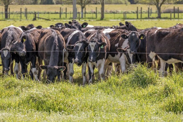 Photo of property in 585 Coutts Island Road, Coutts Island, Christchurch, 7670