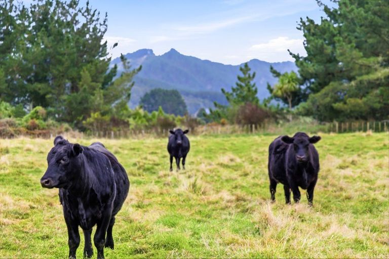 Photo of property in 185 Taringamotu Road, Taringamotu, Taumarunui, 3994