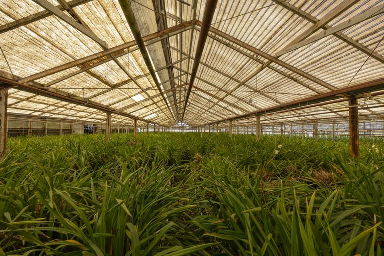 Photo of property in 123 Jesmond Road, Karaka, Drury, 2578